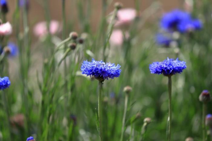 Morrisons is giving away 2.75 million packets of cornflower seed for Jubilee