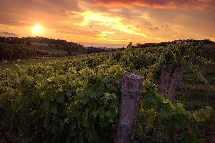 Waitrose sees demand for English wine reach new heights