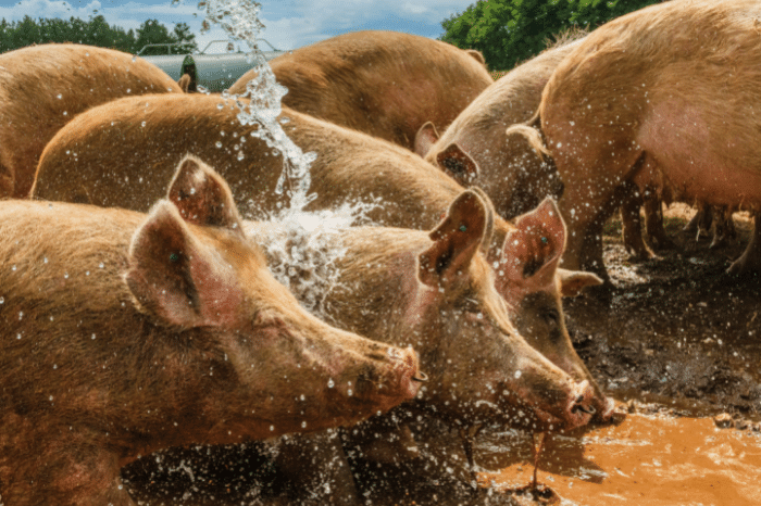 Waitrose farmer goes the extra mile to keep pigs cool as temperatures soar
