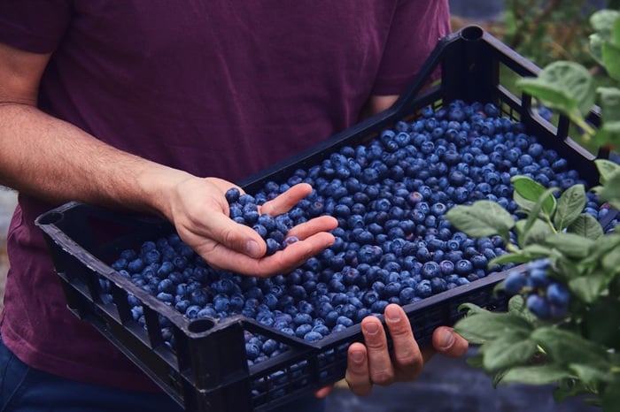 Lidl invests £500m in British berry industry