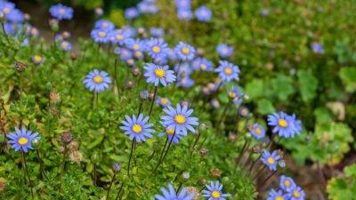 Blue Diamond Garden Centres sales jump 12.5% to £216m