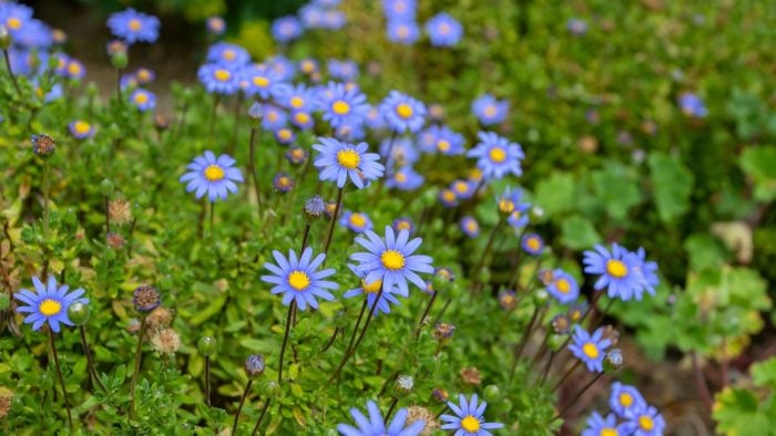 Blue Diamond Garden Centres sales jump 12.5% to £216m